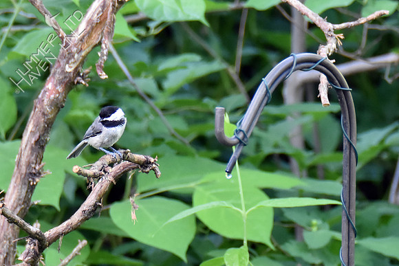 Carolina Chickadee at Dripper 6-15-19
