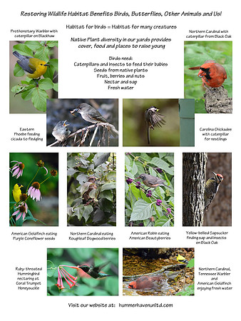 Habitat for Birds 4-11-16