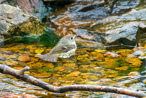 4-12-22 Ruby-crowned Kinglet