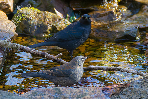 4-9-22 Rusty Blackbirds