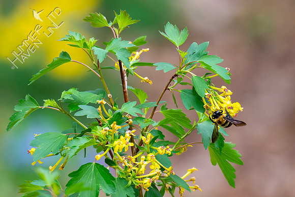 4-1-24 Bumble bee on Clove Currant (Ribes odoratum)