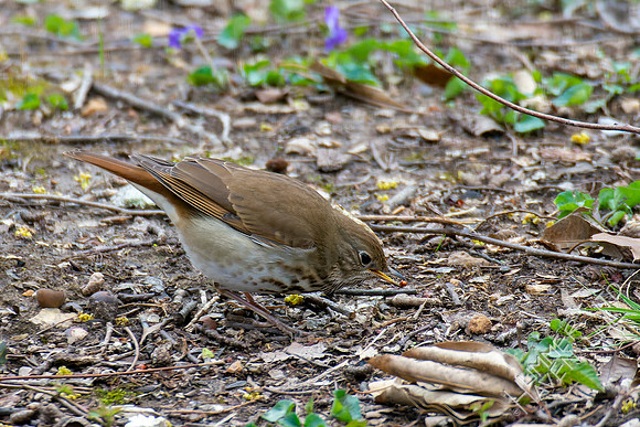 4-7-22 Hermit Thrush with pupa