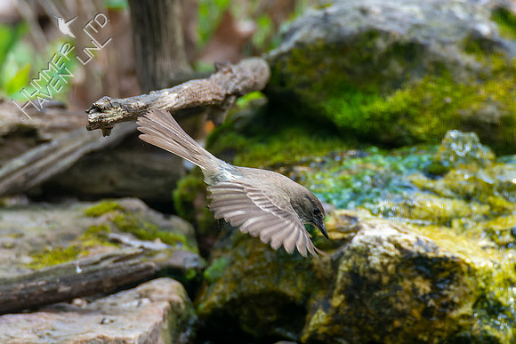 4-22-22 Eastern Phoebe, splash-bathing