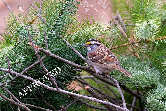 1-8-24 White-throated Sparrow 'Approved' brush pile