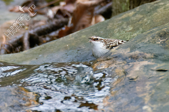 1-8-24 Brown Creeper