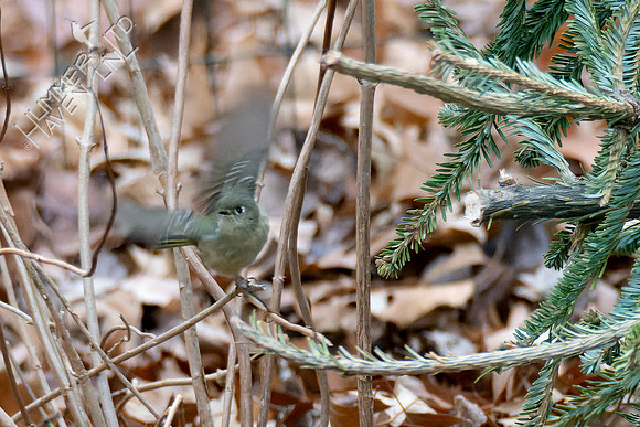 1-8-24 Ruby-crowned Kinglet