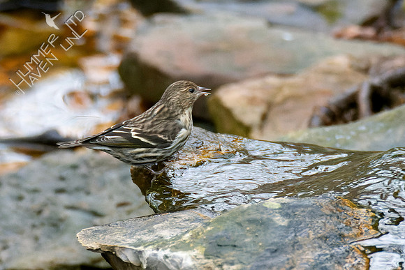 1-8-24 Pine Siskin