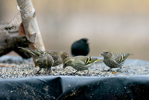 1-9-24 Four Pine Siskins