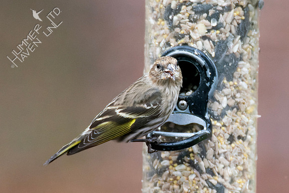 1-9-24 Pine Siskin