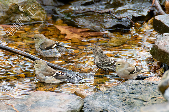 1-9-24 Three American Goldfinch and Pine Siskin