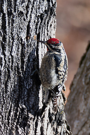 1-10-24 Yellow-bellied Sapsucker on Sugar Maple