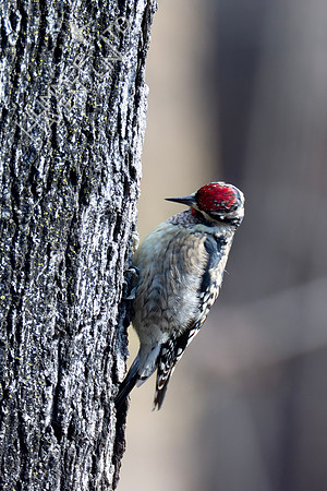 1-10-24 Yellow-bellied Sapsucker on Sugar Maple