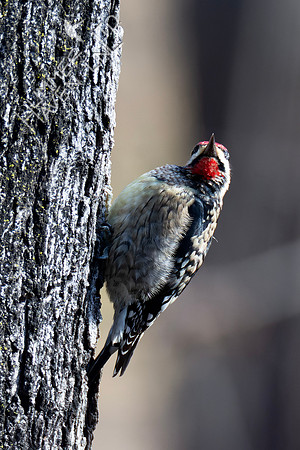 1-10-24 Yellow-bellied Sapsucker on Sugar Maple