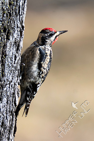 1-10-24 Yellow-bellied Sapsucker on Sugar Maple