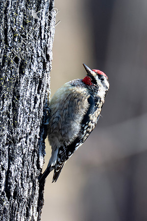 1-10-24 Yellow-bellied Sapsucker on Sugar Maple