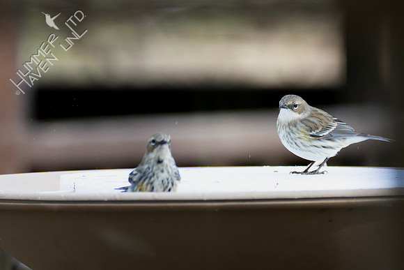 1-11-24 Yellow-rumped Warbler pair