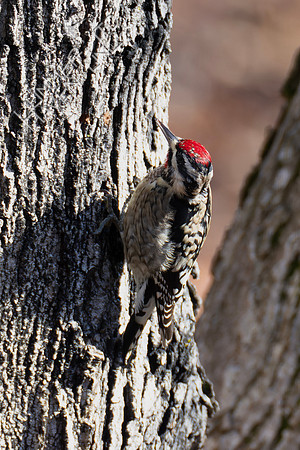 1-10-24 Yellow-bellied Sapsucker drinking sap on Sugar Maple