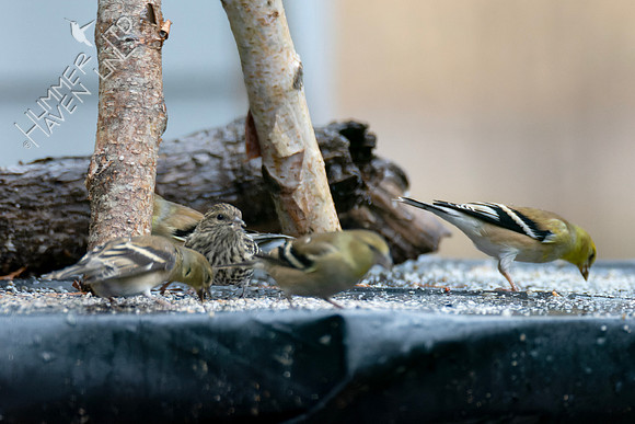 1-12-24 Four American Goldfinch and Pine Siskin