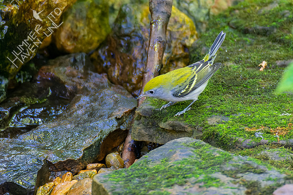 8-21-22 Chestnut-sided Warbler first fall female
