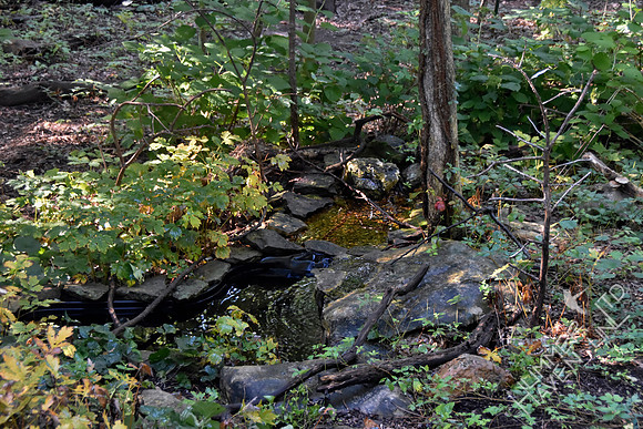8-29-19 Bubbler Area in Fall