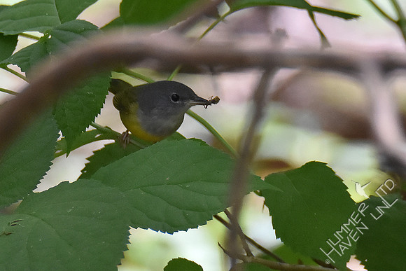9-1-19 FOY #114  Mourning Warbler female with insect