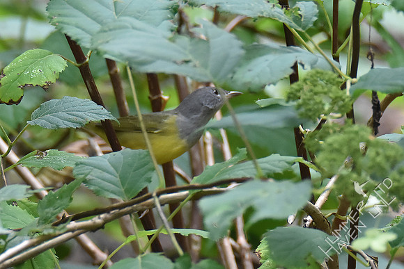 9-1-19 FOY #114  Mourning Warbler female