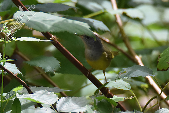 9-1-19 FOY #114  Mourning Warbler female