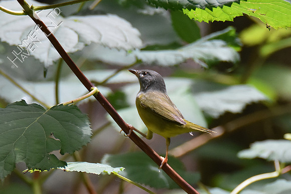 9-1-19 FOY #114  Mourning Warbler female