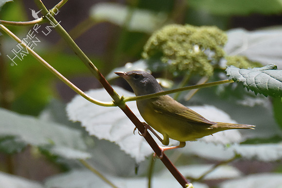 9-1-19 FOY #114  Mourning Warbler female