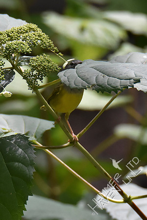 9-1-19 FOY #114  Mourning Warbler female