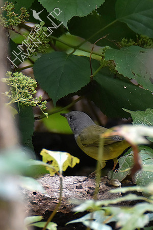 9-1-19 FOY #114  Mourning Warbler female