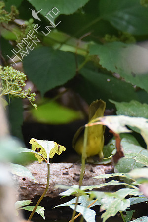 9-1-19 FOY #114  Mourning Warbler female