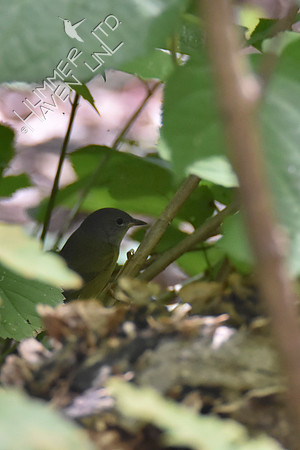 9-1-19 FOY #114  Mourning Warbler female