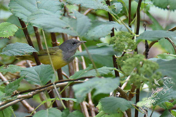 9-1-19 FOY #114  Mourning Warbler female
