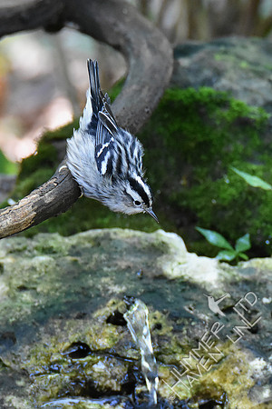 9-4-19 Black-and-white Warbler