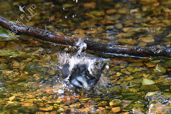 9-4-19 Black-and-white Warbler