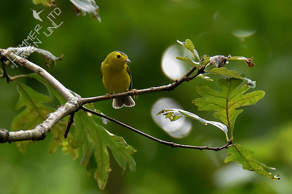 9-4-19 Wilson's Warbler