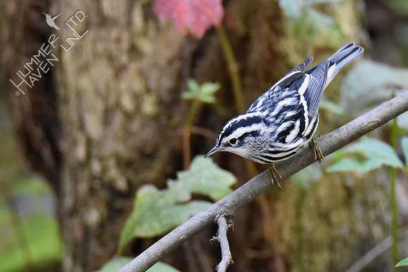 9-4-19 Black-and-white Warbler