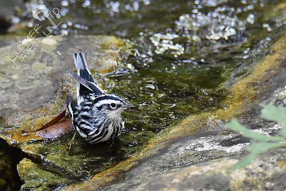 9-4-19 Black-and-white Warbler