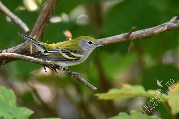 9-4-19 Chestnut-sided  Warbler