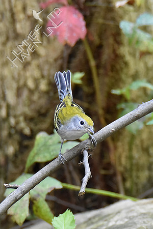 9-4-19 Chestnut-sided  Warbler