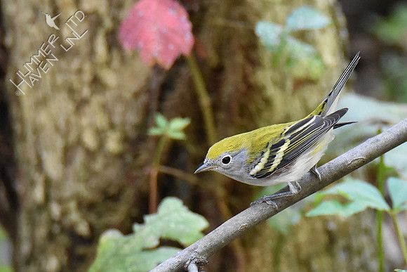 9-4-19 Chestnut-sided  Warbler