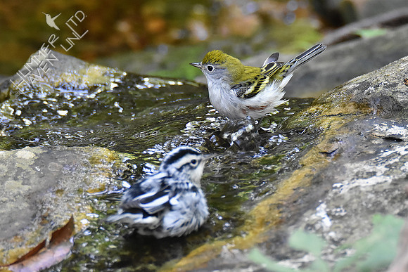 9-4-19 Chestnut-sided and Black-and-white Warblers