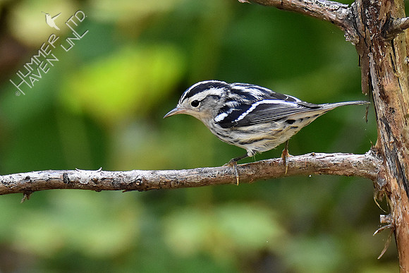 9-4-19 Black-and-white Warbler