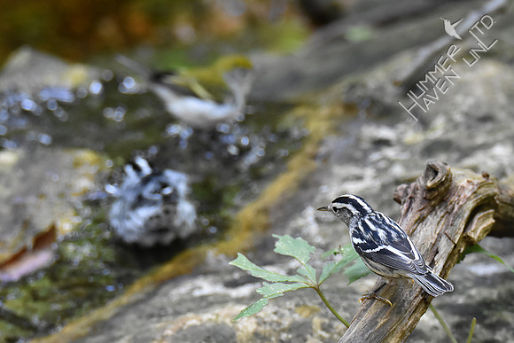 9-4-19 Chestnut-sided and Black-and-white Warblers