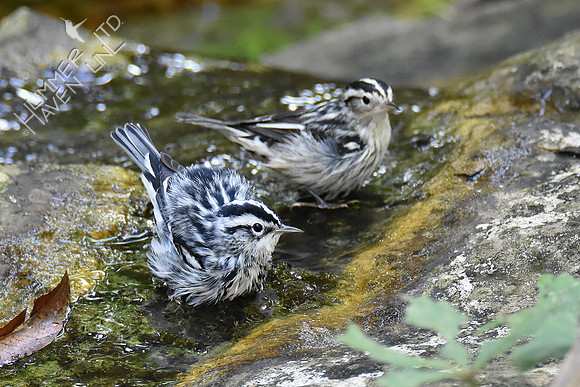 9-4-19 Black-and-white Warblers
