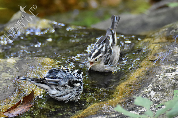 9-4-19 Black-and-white Warblers