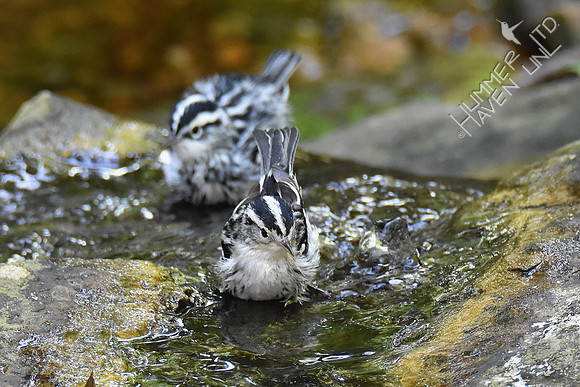 9-4-19 Black-and-white Warblers
