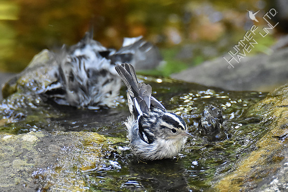 9-4-19 Black-and-white Warblers