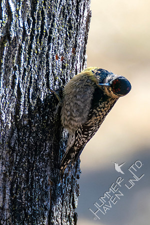 1-31-24 Yellow-bellied Sapsucker immature female